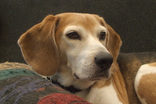 Boudin, age seven, was heartworm positive when he was rescued in the nick of time from a Houston shelter. We adopted him in January 2008. He is now heartworm-negative, handsome, healthy, and happy.