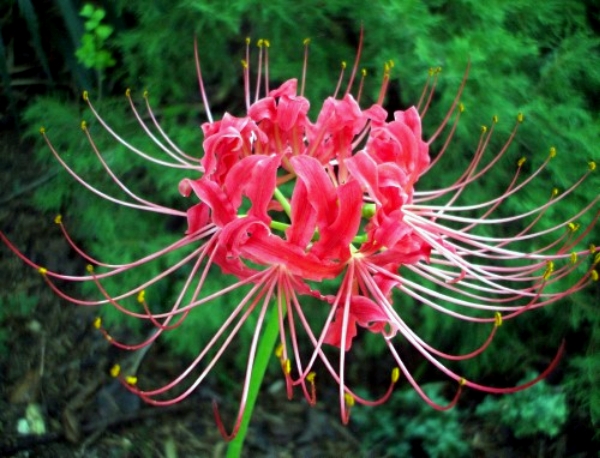 This stunning hurricane lily, also known as a red spider lily, popped up out of nowhere in our front yard this past fall. We didn't plant it and so heaven only knows where it came from. We just hope it comes back next year, and brings some friends.