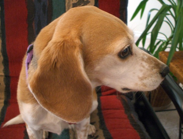 Cressie, so named because of a white crescent on her back, was born in Canada. Her owner surrendered her to beagle rescue when she was a year old. We adopted her in July 2002.