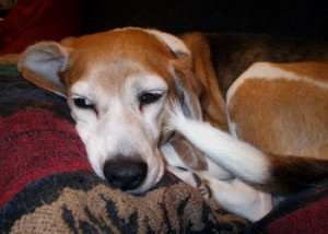 Poor Boudin, not feeling very well