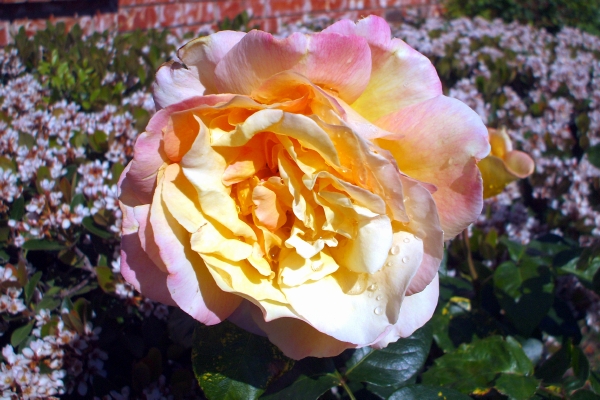 A full-blown Peace rose A full-blown Peace rose