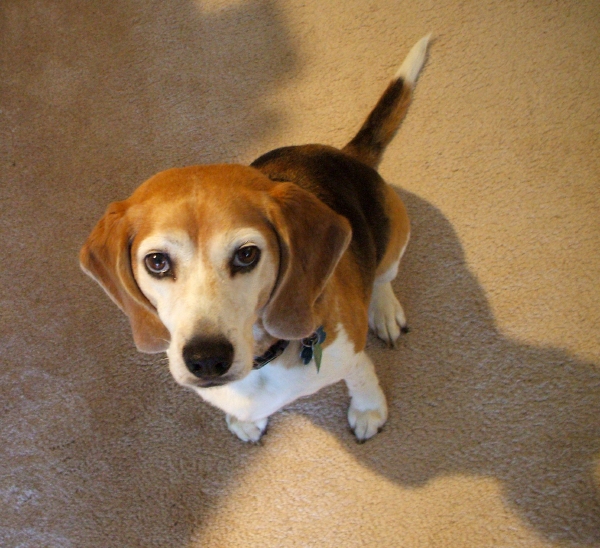 Treat please, Mama?