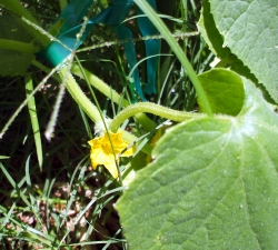 From every blossom, a cucumber.
