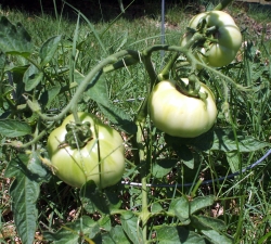 Come on, tomatoes, ripen!
