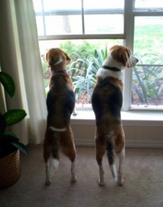 Waiting and hoping... for bunnies!