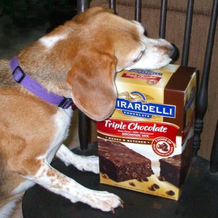 Beagle ears and triple-chocolate brownies! Stress? What stress?