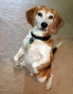 Boo, on the sidelines and begging his little heart out