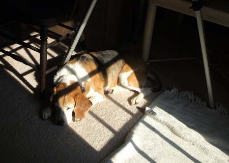 Boo with morning sun and telescope
