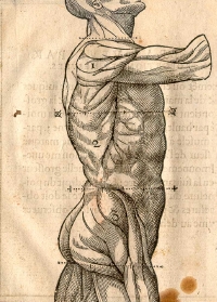 Early 17th-century drawing of human musculature showing the loins, by Jehan Cousin