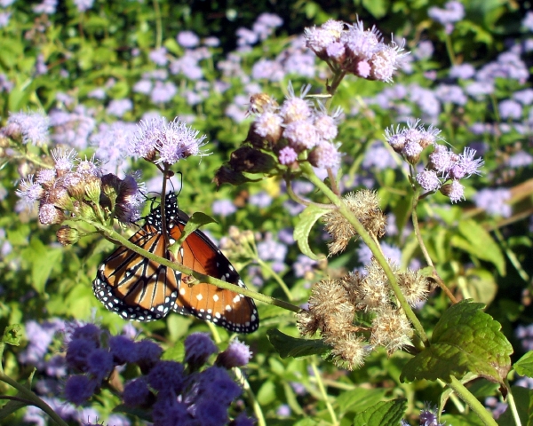 November, and the ageratum is beginning to go to seed. One intrepid Monarch butterfly pauses in its migration to Mexico for an order of nectar to go.