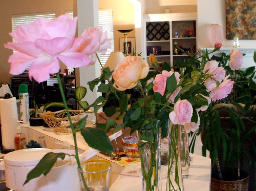 Antique roses on the kitchen counter, filling the whole house with their rose-y citrus-y fragrance