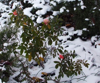 Christmas Roses