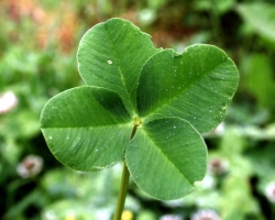 Four-Leafed Clover