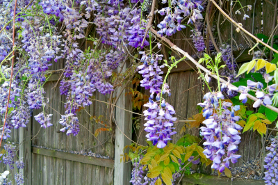 Texas Mountain Laurel