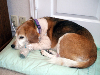 Cressie resting on Saturday morning