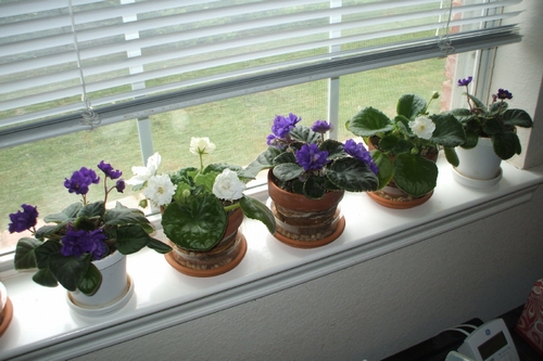 My windowsill of violets